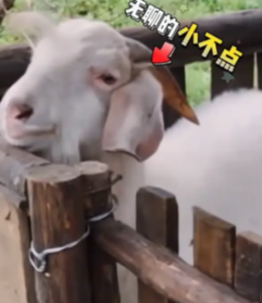向往的生活小羊小不點去世