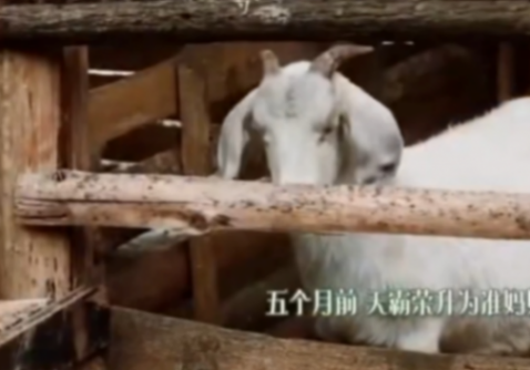 向往的生活小羊小不點去世