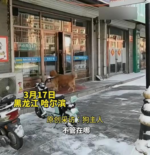 狗狗每次路過狗肉館都會大聲吼