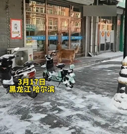 狗狗每次路過狗肉館都會大聲吼