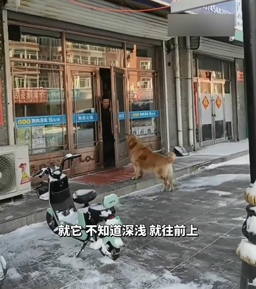狗狗每次路過狗肉館都會大聲吼