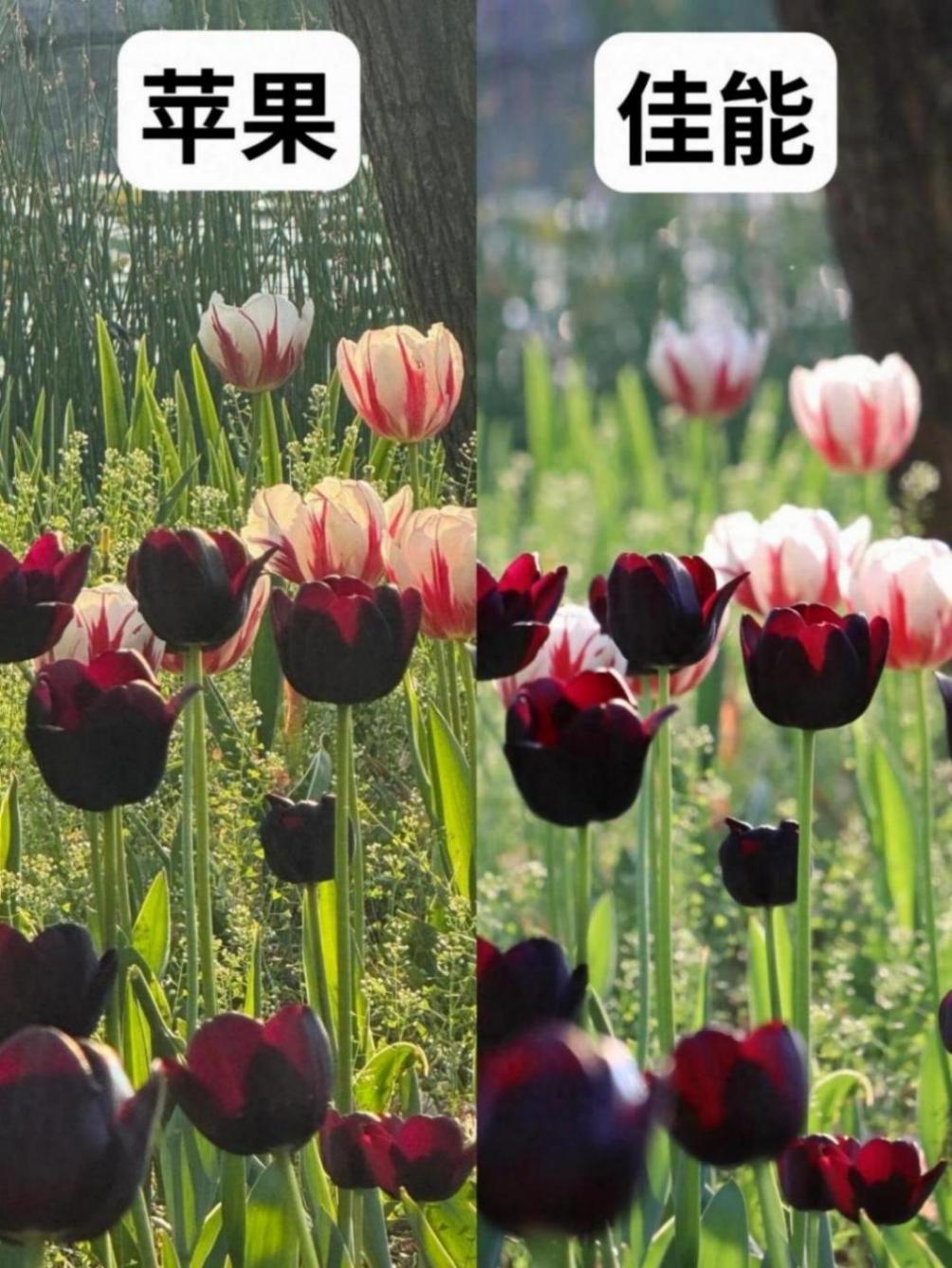 手機(jī)相機(jī)拍照測評(píng),追求高品質(zhì)的還是用相機(jī)!