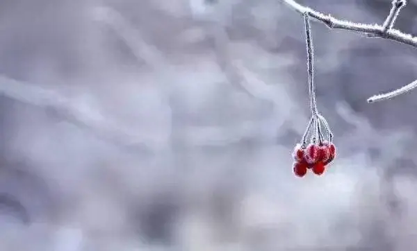北京真的下雪了