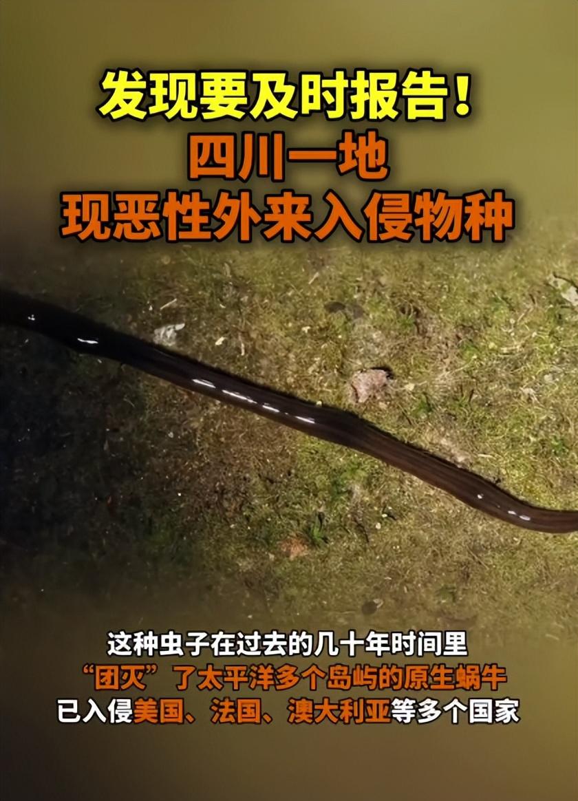 四川自貢觀測到惡性外來入侵物種