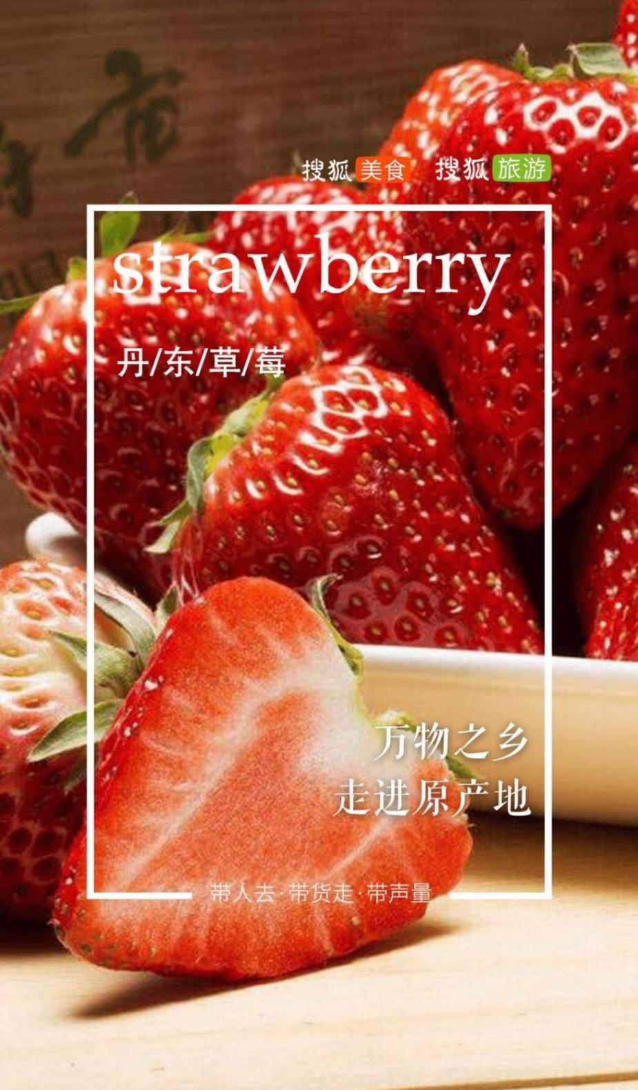 丹東草莓竟然比雞蛋還大