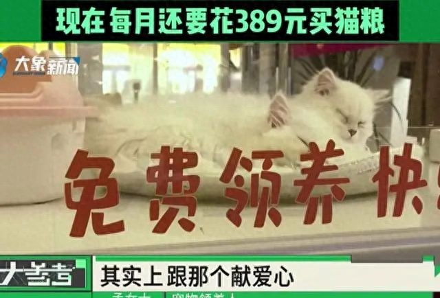 女子免費領養貓咪陷入“貓貸”糾紛