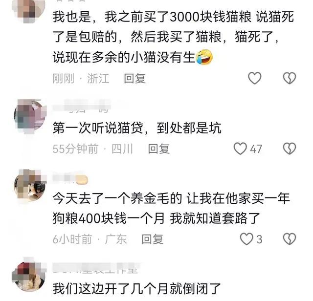 女子免費領養貓咪陷入“貓貸”糾紛